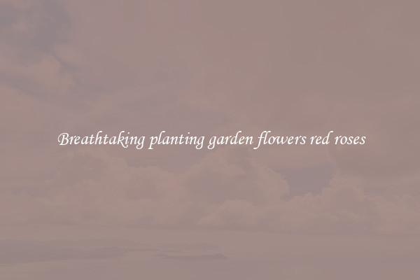 Breathtaking planting garden flowers red roses